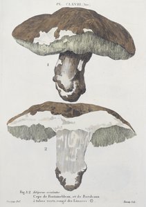 Tubiporus esculentus, J.H. Leveille tarafından yazılan 